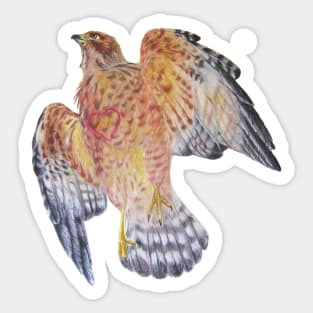 Falcon Rebirth Sticker